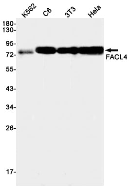 FACL4 Rabbit Monoclonal Antibody