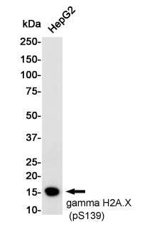 Phospho-Histone H2A.X (Ser139) Rabbit Monoclonal Antibody