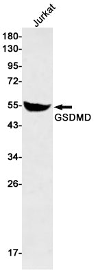 GSDMD Rabbit Monoclonal Antibody