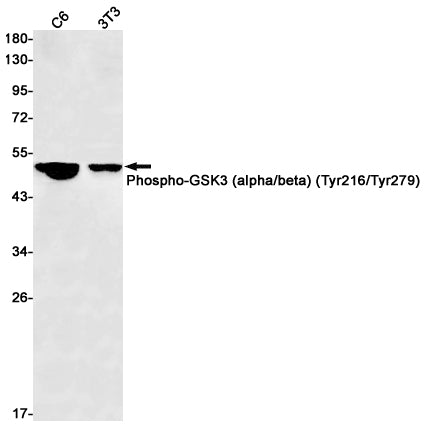 Phospho-GSK3 (Tyr216/Tyr279) Rabbit Monoclonal Antibody