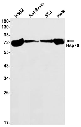 Hsp70 1B Rabbit Monoclonal Antibody