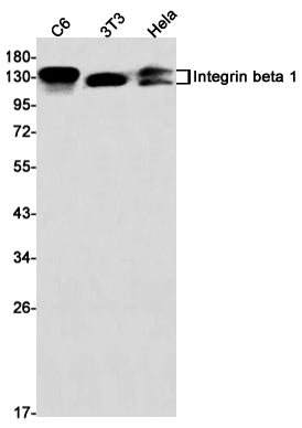 Integrin beta 1 Rabbit Monoclonal Antibody