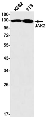 JAK2 Rabbit Monoclonal Antibody