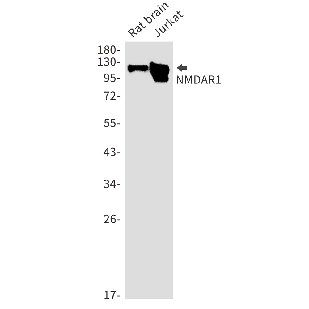 NMDAR1 Rabbit Monoclonal Antibody