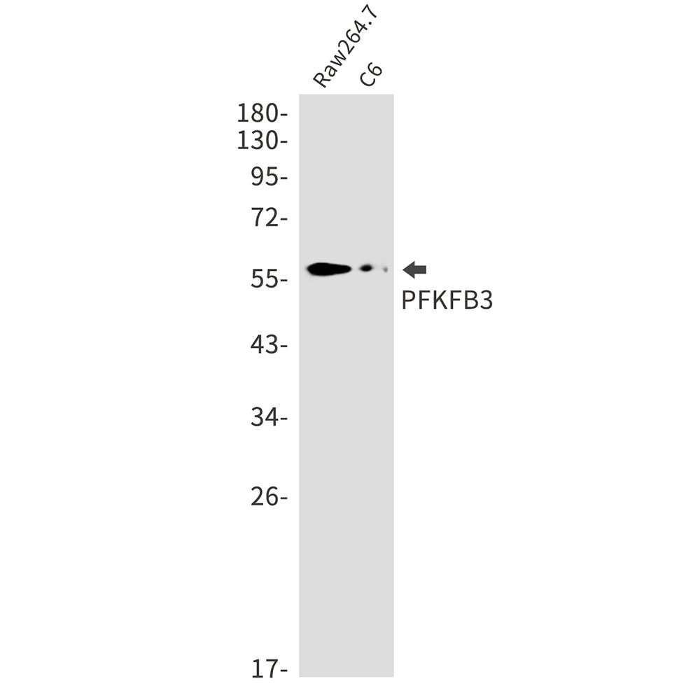 PFKFB3 Rabbit Monoclonal Antibody
