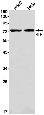 RIP Rabbit Monoclonal Antibody