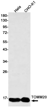 TOMM20 Rabbit Monoclonal Antibody