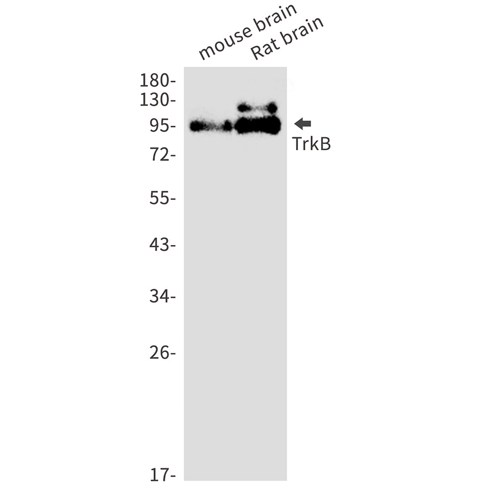 Trk B Rabbit Monoclonal Antibody