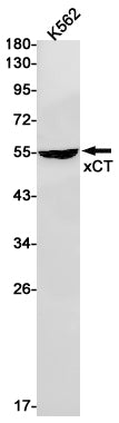 xCT Rabbit Monoclonal Antibody