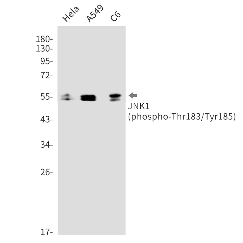 Phospho-JNK1 (Thr183/Tyr185) Rabbit Monoclonal Antibody