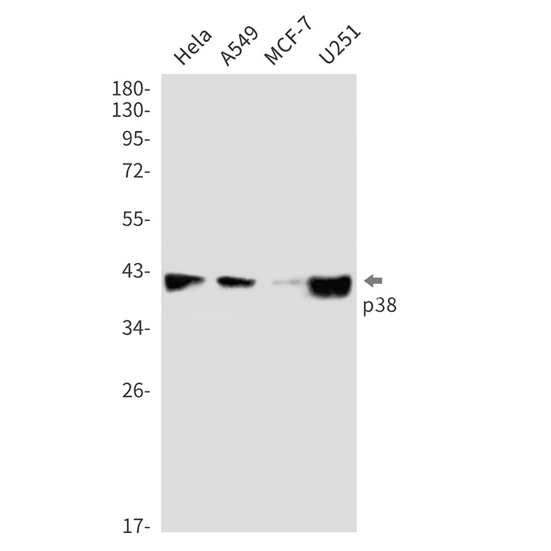 p38 Rabbit Monoclonal Antibody