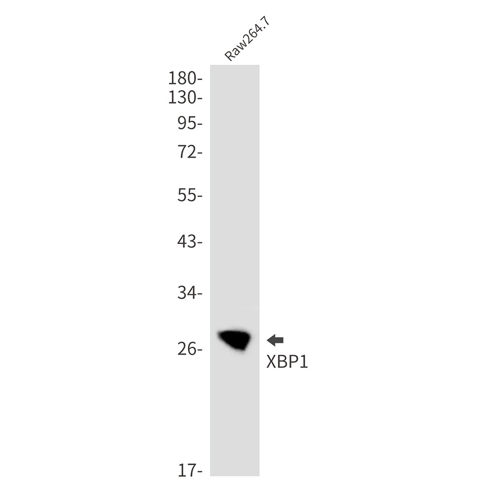 XBP1 Rabbit Monoclonal Antibody