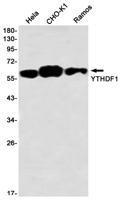 YTHDF1 Rabbit Monoclonal Antibody