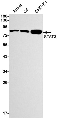 STAT3 Rabbit Monoclonal Antibody