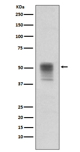Phospho-alpha Tubulin (Tyr272) Rabbit Monoclonal Antibody