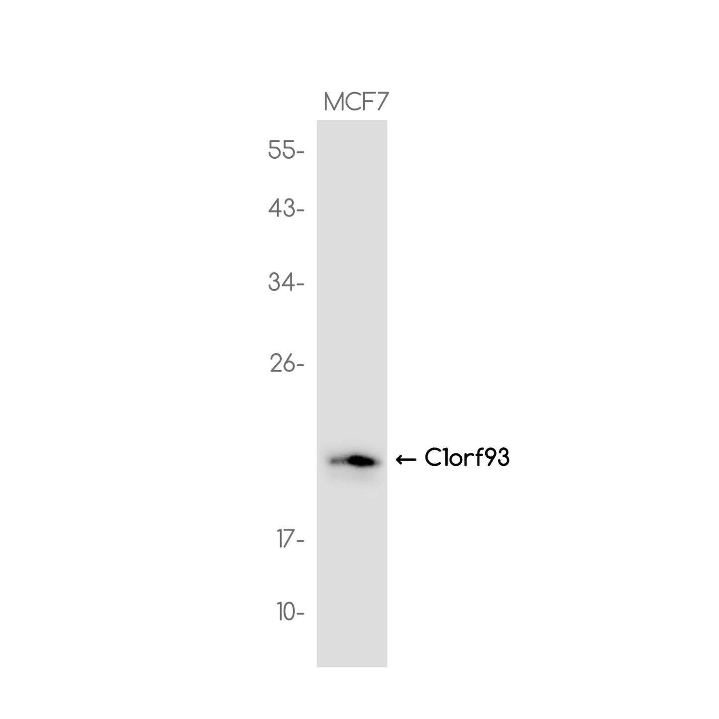 C1orf93 Rabbit Monoclonal Antibody