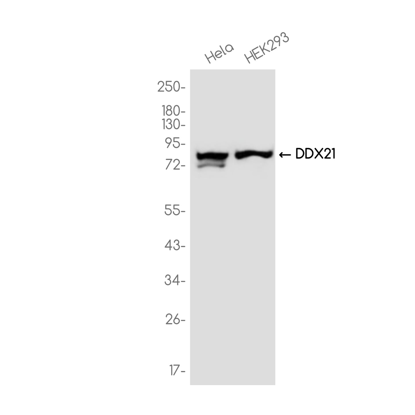 DDX21 Rabbit Monoclonal Antibody