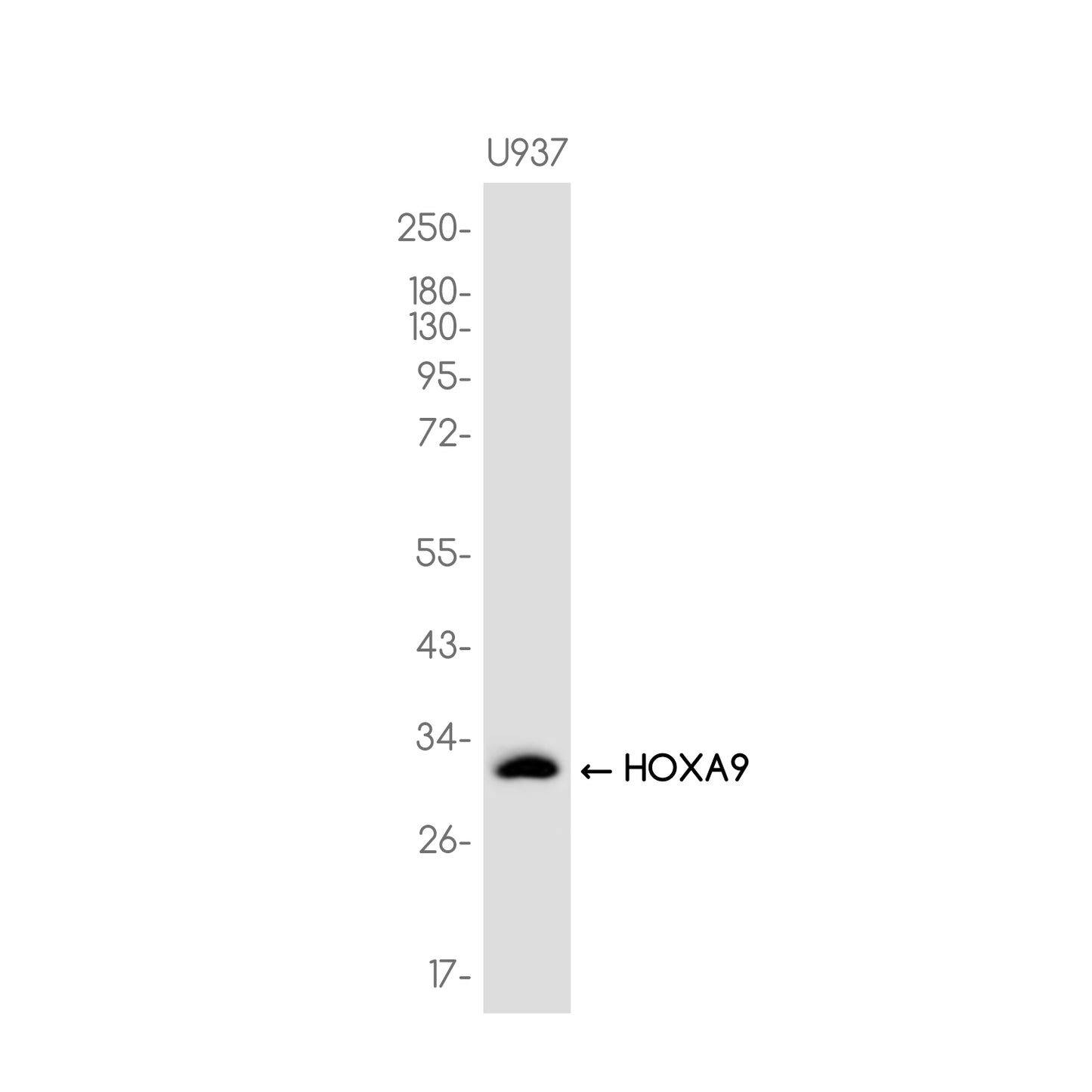 HOXA9 Rabbit Monoclonal Antibody