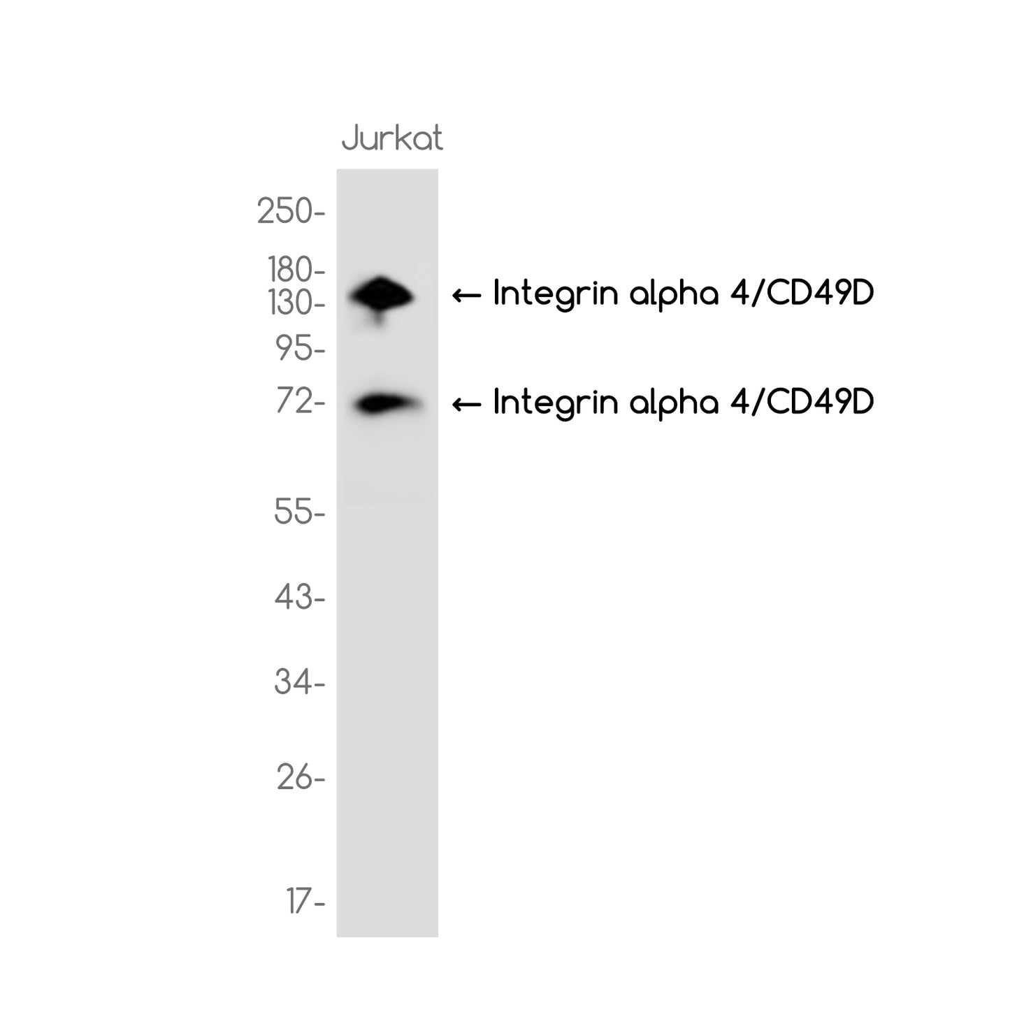 Integrin alpha 4/CD49D Rabbit Monoclonal Antibody