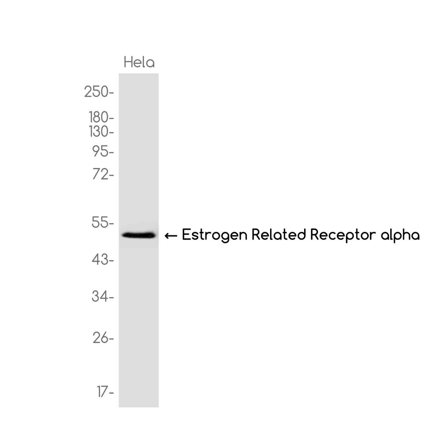ERR alpha Rabbit Monoclonal Antibody