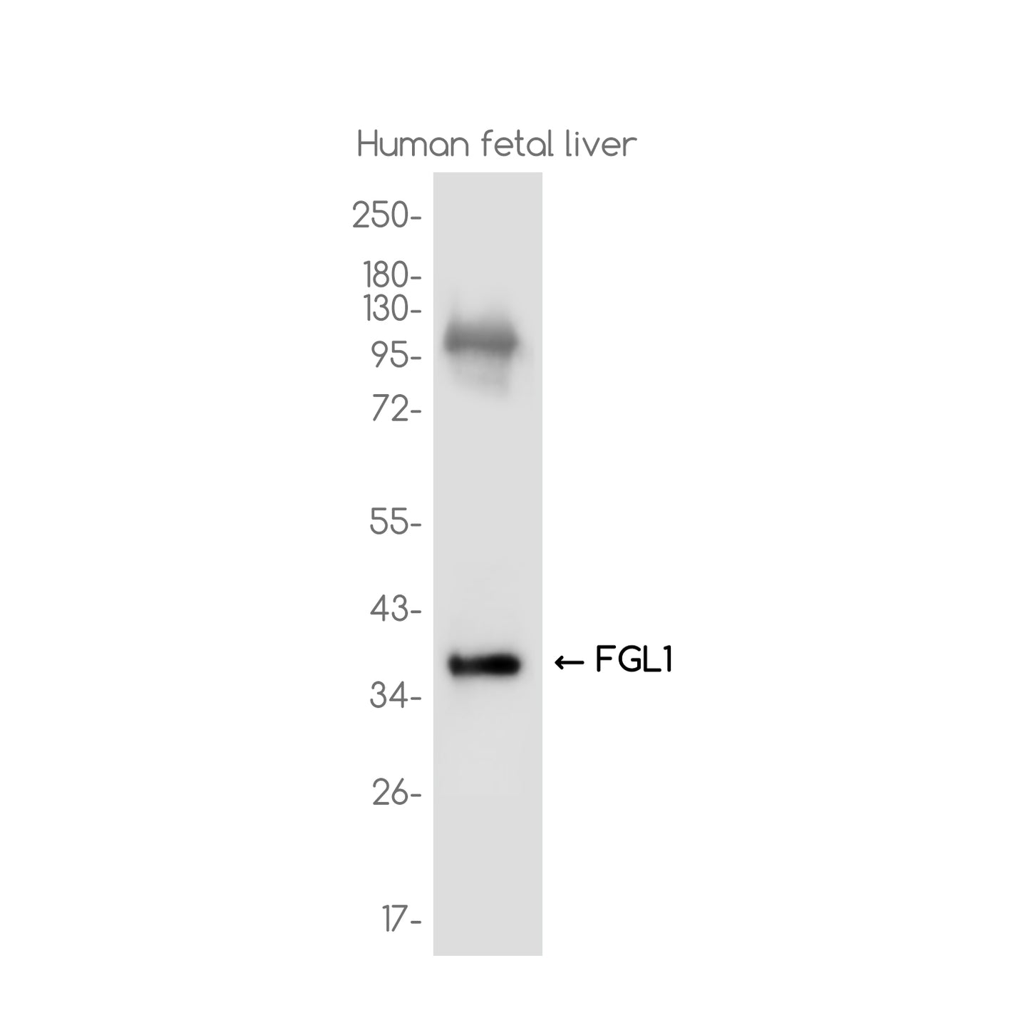 FGL1 Rabbit Monoclonal Antibody