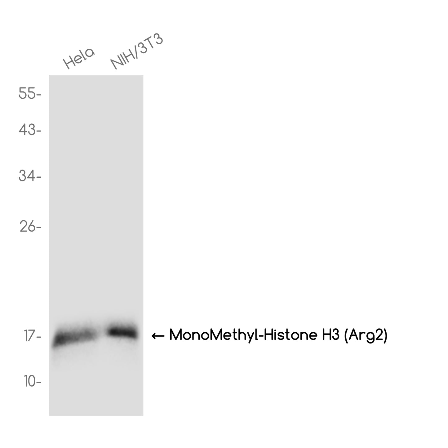 MonoMethyl-Histone H3 (Arg2) Rabbit Monoclonal Antibody