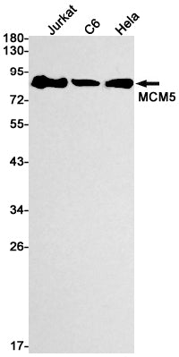 MCM5 Rabbit Monoclonal Antibody