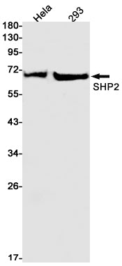 SHP2 Rabbit Monoclonal Antibody