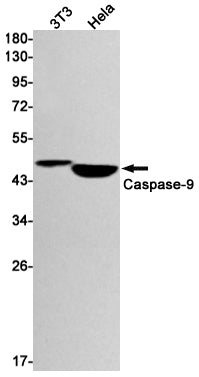 Caspase 9 Rabbit Monoclonal Antibody