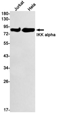 IKK alpha Rabbit Monoclonal Antibody