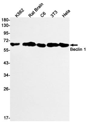 Beclin 1 Rabbit Monoclonal Antibody