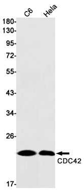 CDC42 Rabbit Monoclonal Antibody