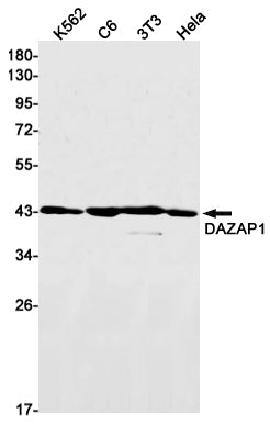 DAZAP1 Rabbit Monoclonal Antibody