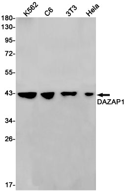 DAZAP1 Rabbit Monoclonal Antibody