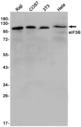 eIF3B Rabbit Monoclonal Antibody