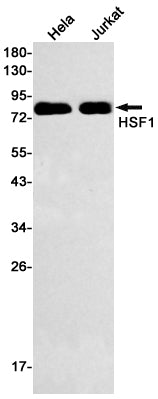 Hsf1 Rabbit Monoclonal Antibody