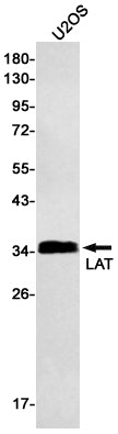LAT Rabbit Monoclonal Antibody