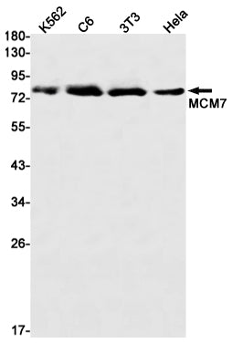 MCM7 Rabbit Monoclonal Antibody