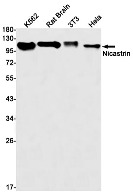 Nicastrin Rabbit Monoclonal Antibody