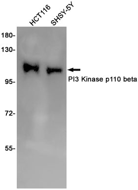 PI3 Kinase p110 beta Rabbit Monoclonal Antibody