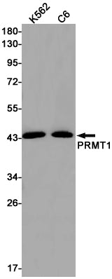 PRMT1 Rabbit Monoclonal Antibody