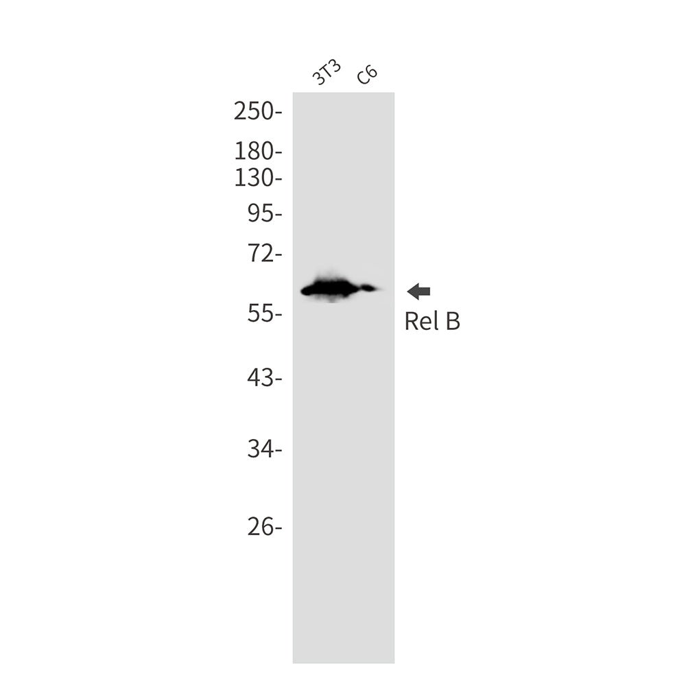 Rel B Rabbit Monoclonal Antibody