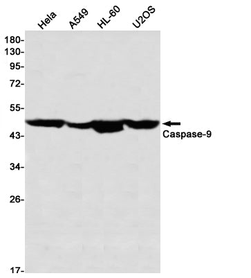 Caspase 9 Rabbit Monoclonal Antibody