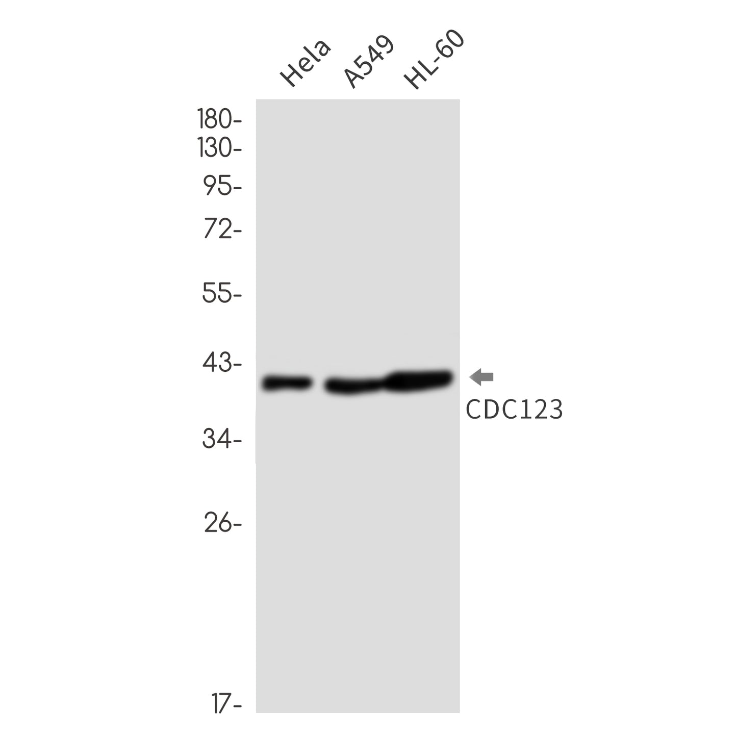 CDC123 Rabbit Monoclonal Antibody