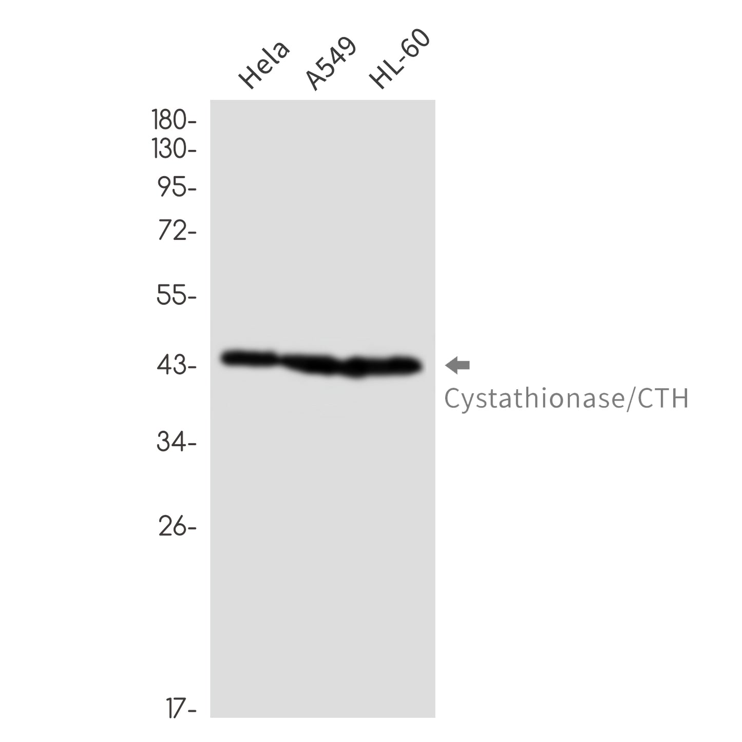 Cystathionase Rabbit Monoclonal Antibody