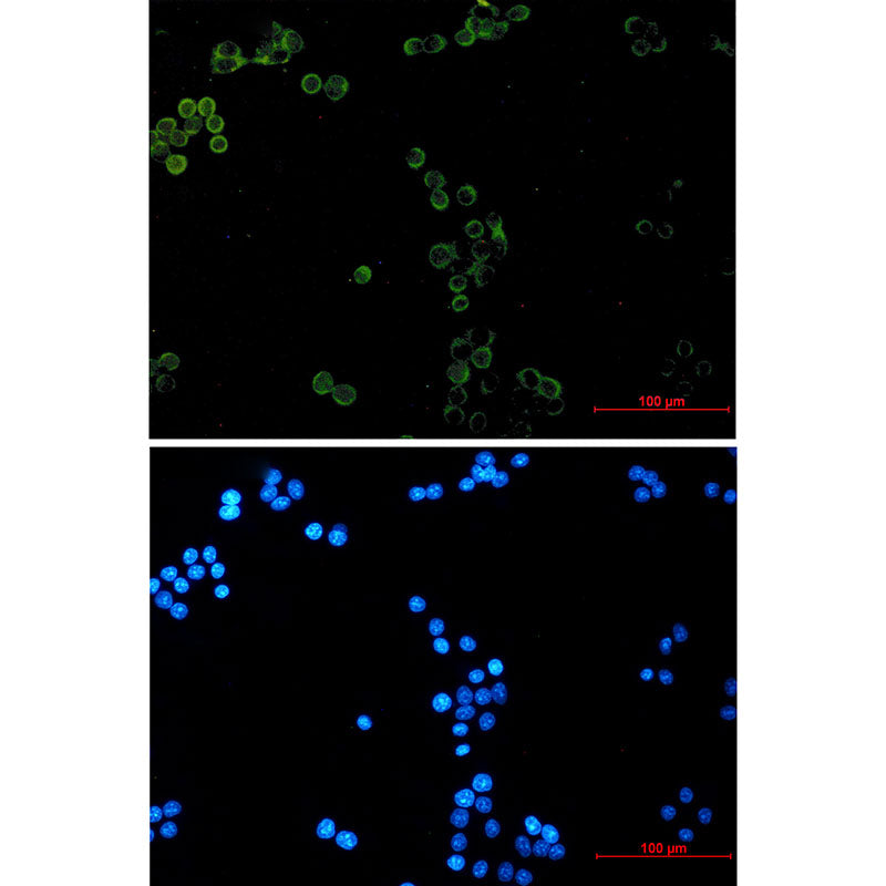 Glutathione Peroxidase 1 Rabbit Monoclonal Antibody