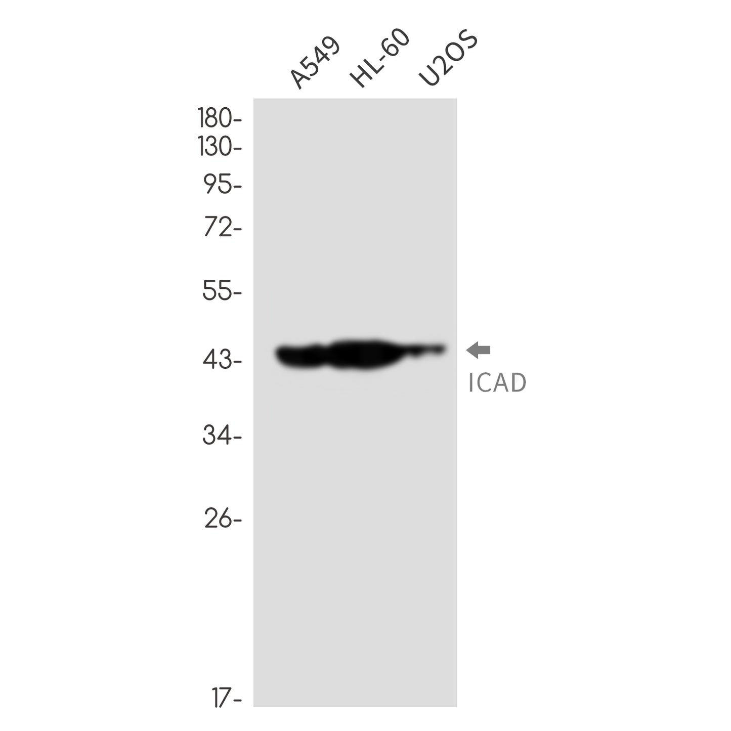 ICAD Rabbit Monoclonal Antibody