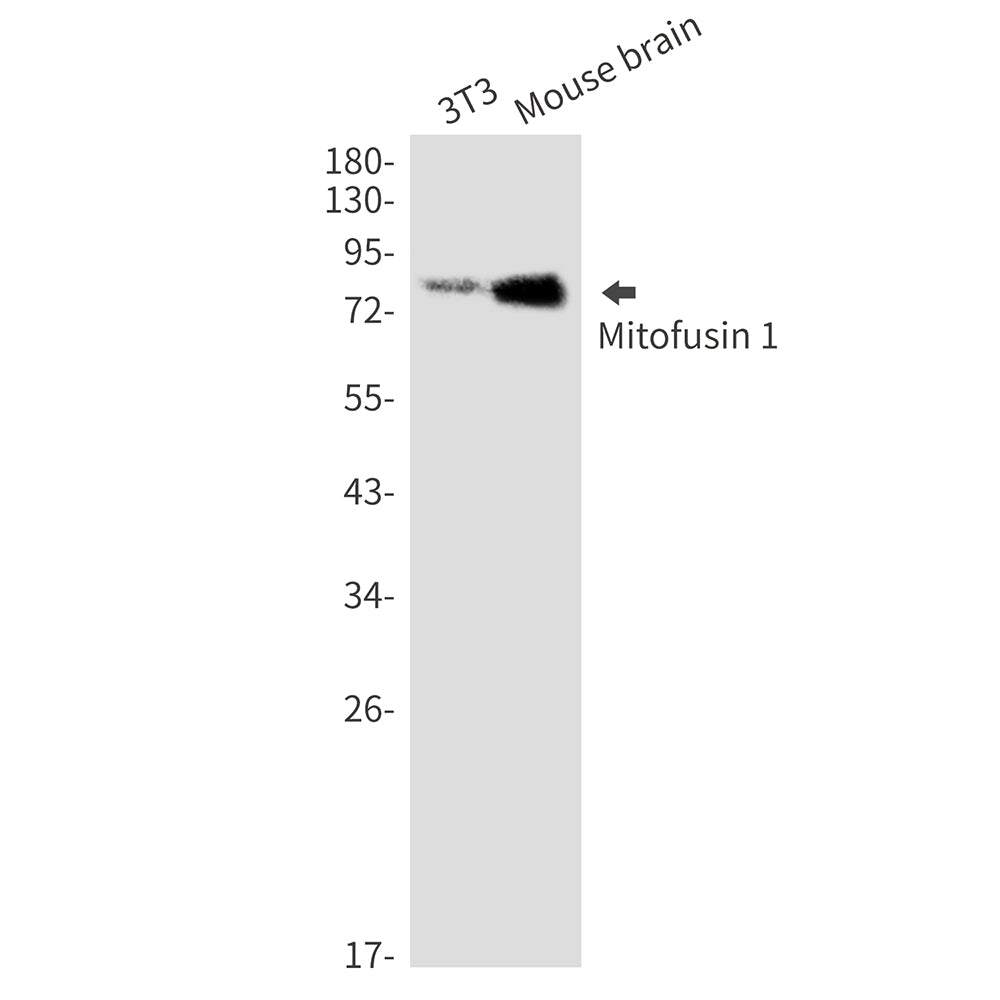 Mitofusin 1 Rabbit Monoclonal Antibody