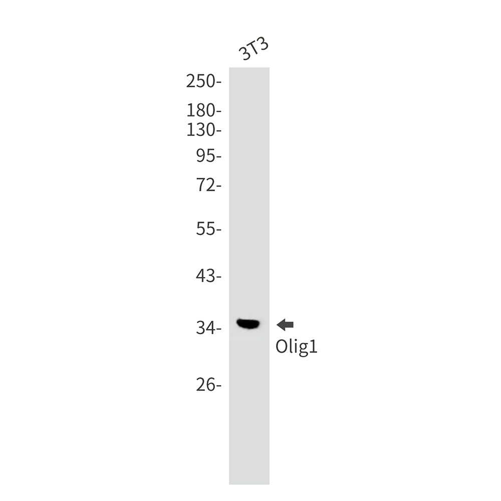 Olig1 Rabbit Monoclonal Antibody
