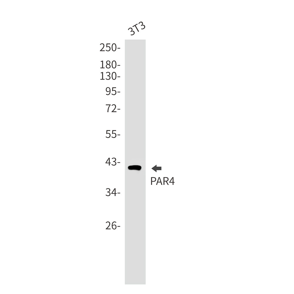 PAR4 Rabbit Monoclonal Antibody